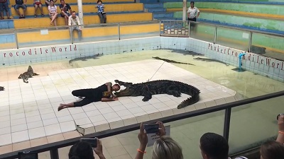 Crocodiles Farm 2